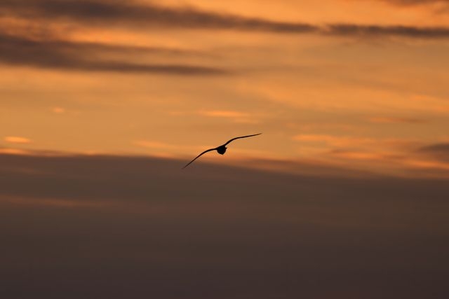 Imagen de: Poemas breves XXVI